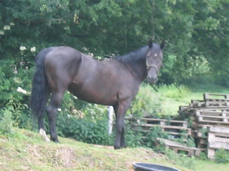 Oldenborg Starlight (solgt) RIP billede 11