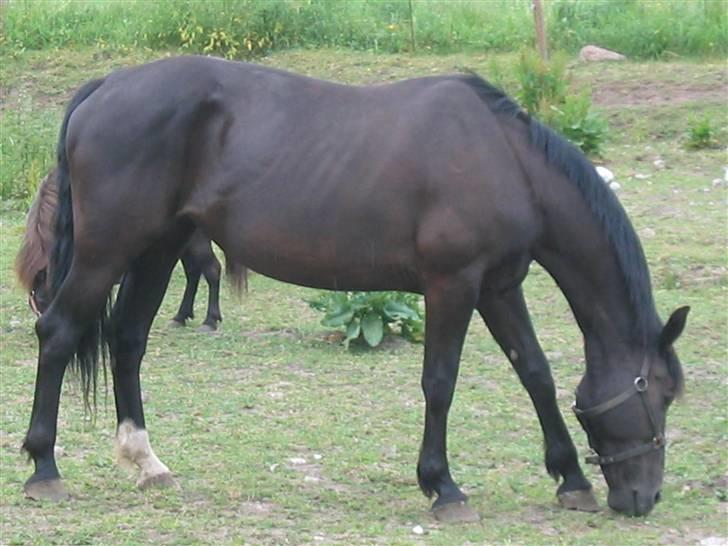 Oldenborg Starlight (solgt) RIP billede 12