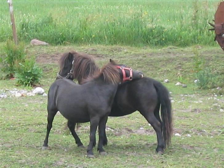 Shetlænder Hopla SOLGT billede 8