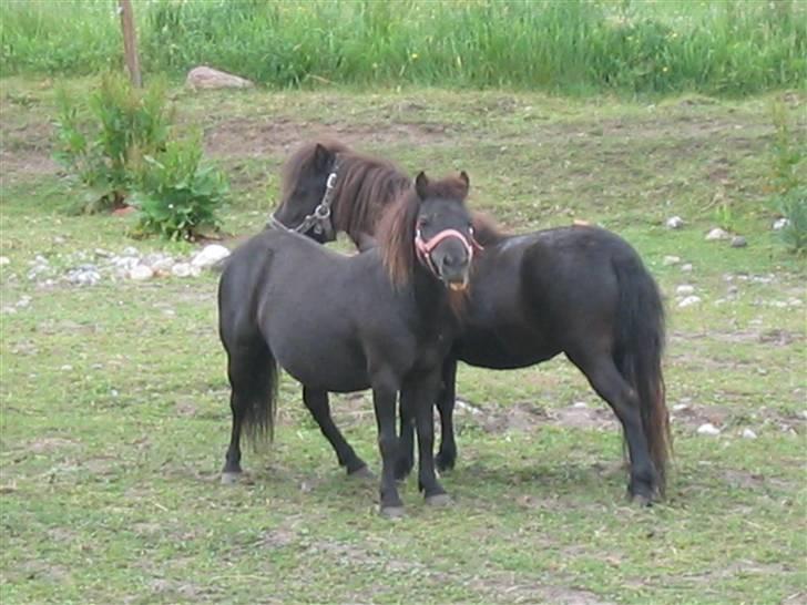 Shetlænder Hopla SOLGT billede 9