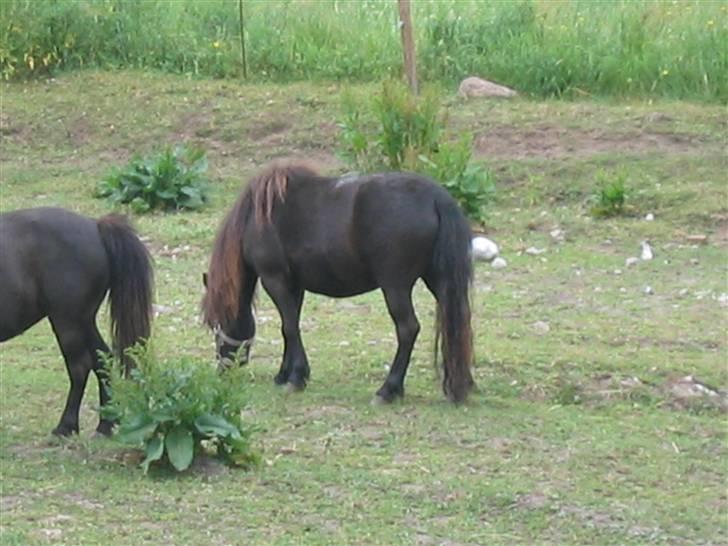 Shetlænder Hopla SOLGT billede 10