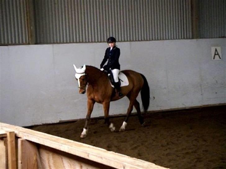 Dansk Varmblod Thybos Ravel - Ravel i fin form =) billede 17