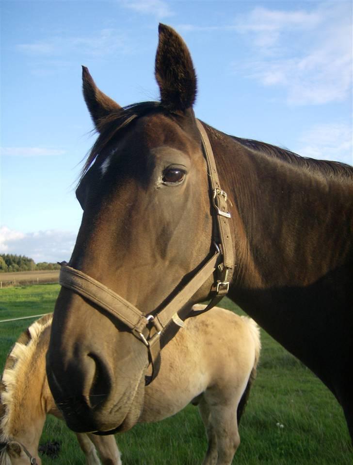 Oldenborg ** manja er solgt** - Min dejlige ´tøs...... Manja. billede 1
