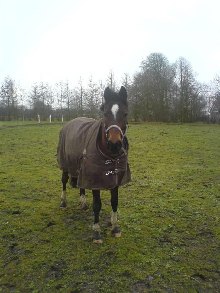 Anden særlig race » Malou. - Malou Bamsen!<3 ;D billede 6