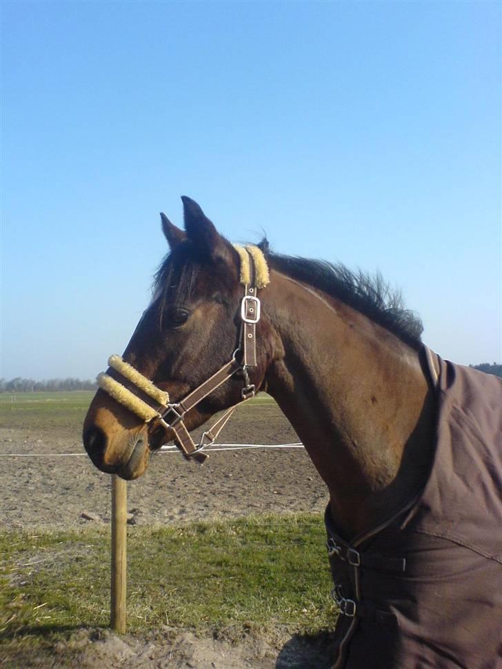 Anden særlig race » Malou. - Malou Bamsen!<3 ;D billede 7