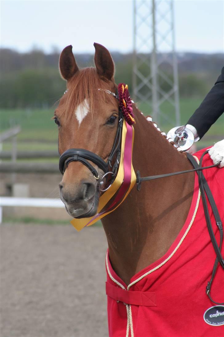 DSP Samson  (solgt) billede 11