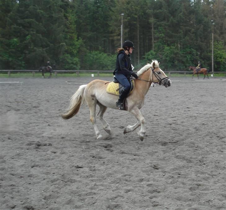 Haflinger Balder Gl. Halvpart billede 10