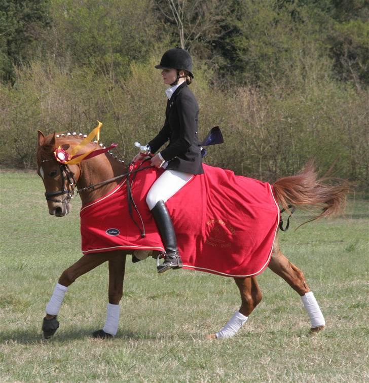 DSP Samson  (solgt) billede 12