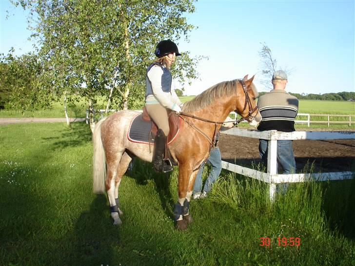 Welsh Pony af Cob-type (sec C) Bastiaan  *~*SOLGT*~* - Hjemme billede 12