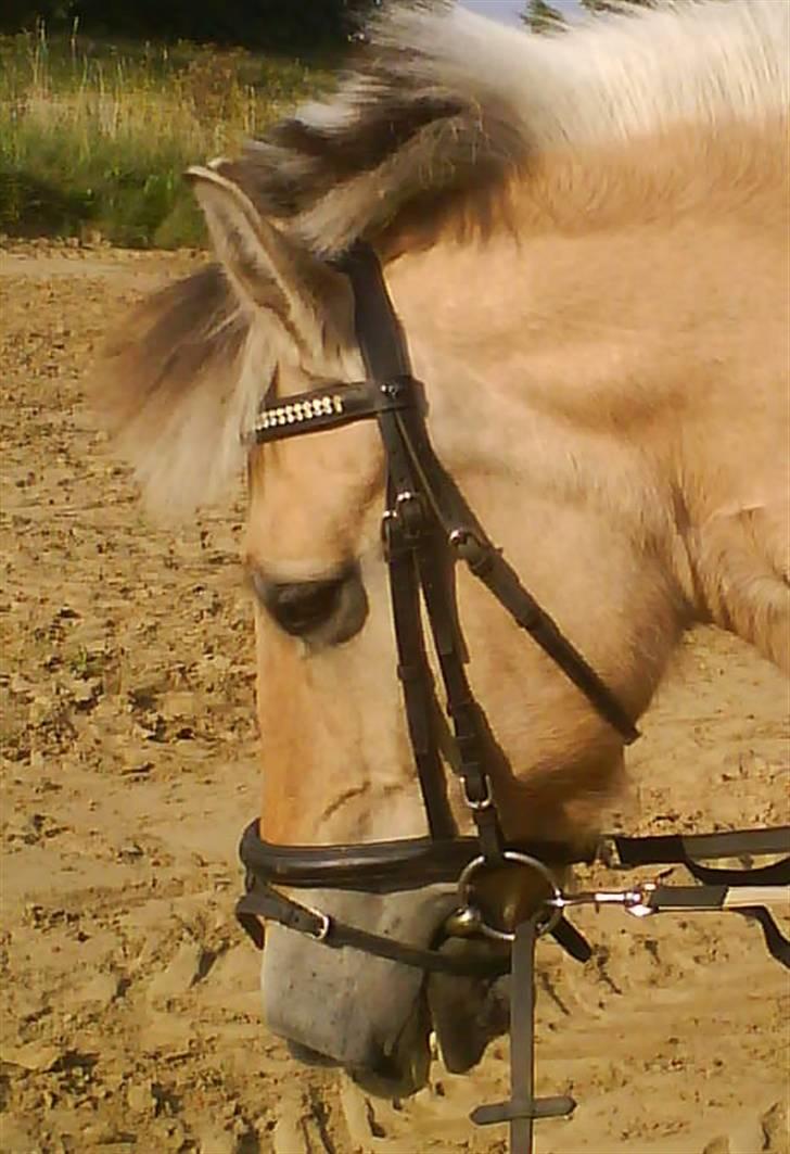 Fjordhest Silvia.. R.I.P - Silvia´s dejlige hovde :p Foto: mig billede 3