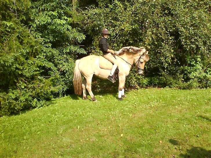 Fjordhest Silvia.. R.I.P - Ude ved folden :) billede 4