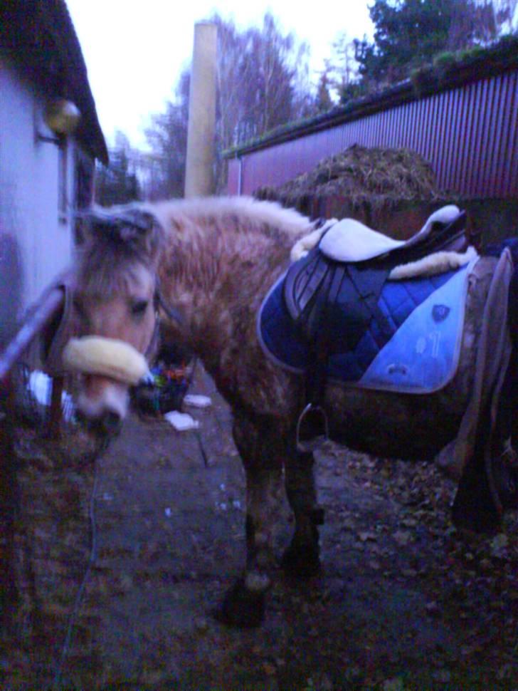 Fjordhest Silvia.. R.I.P - Silvia med Sit nye underlag :D hun er sååå fin<3 billede 5