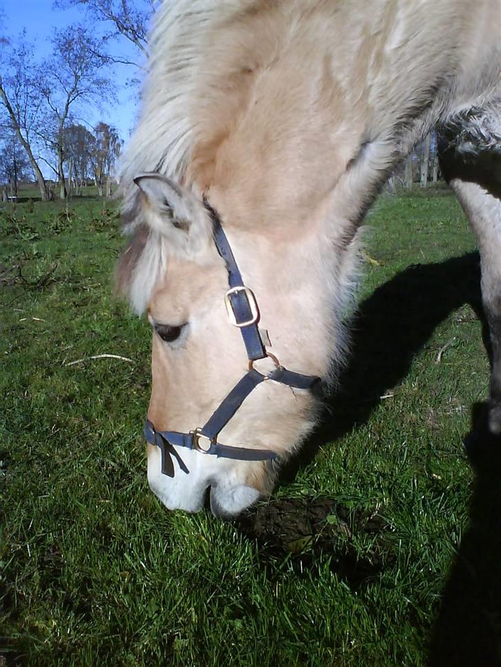 Fjordhest Silvia.. R.I.P - mijn ponyy   <333Foto: Mie billede 6
