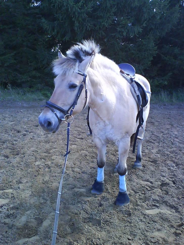 Fjordhest Silvia.. R.I.P - heeh hun var bare så sød <33 Foto: Mig billede 7