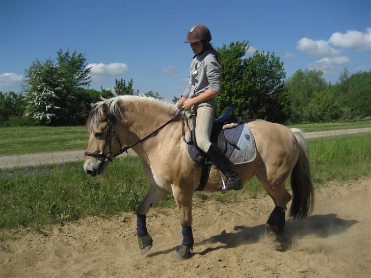 Fjordhest Silvia.. R.I.P - se bare der hvor hun løfter sine ben :) Dygtig pony.. <3 billede 8