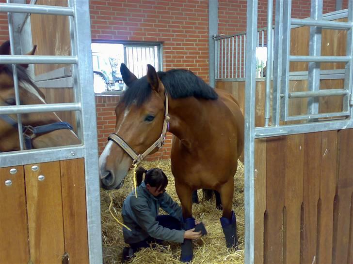 Dansk Varmblod Cocolou Comick ( pensioneret) - Comick på blue hors... billede 15