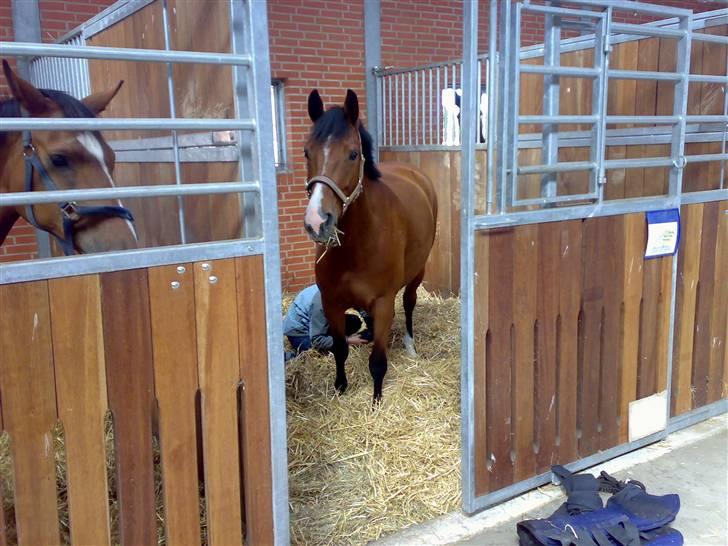 Dansk Varmblod Cocolou Comick ( pensioneret) - Comick på blue hors... billede 16