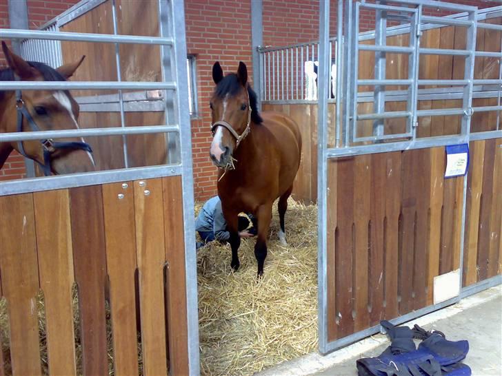 Dansk Varmblod Cocolou Comick  - Comick på blue hors... billede 16