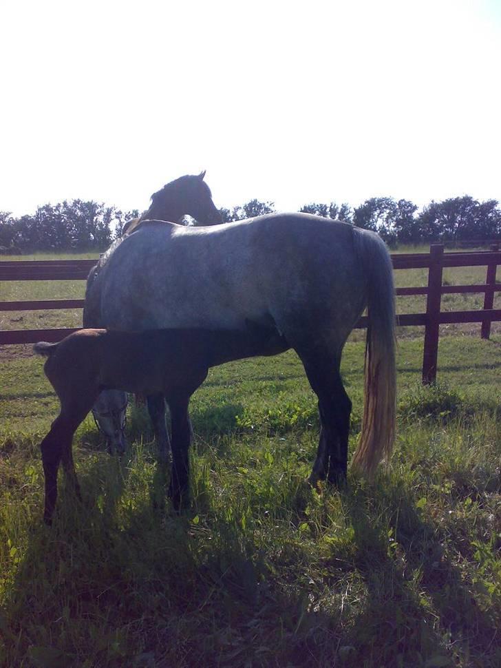 Dansk Varmblod Ny Corlinde Mario billede 14