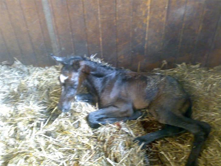 Dansk Varmblod Ny Corlinde Mario billede 15