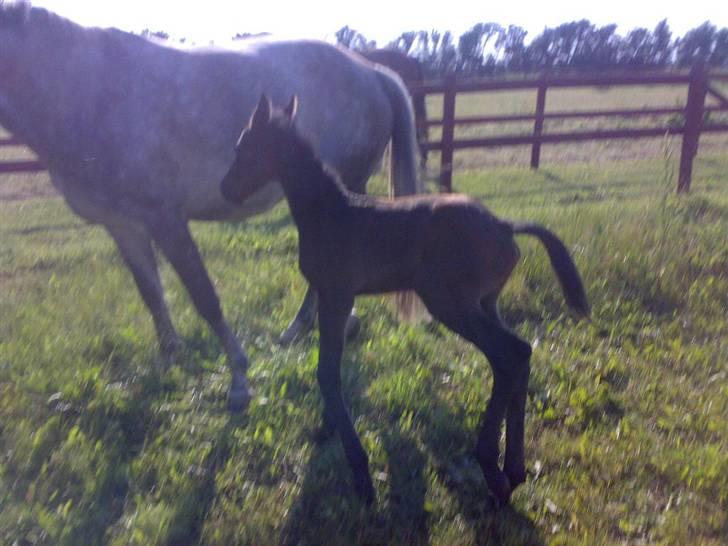 Dansk Varmblod Ny Corlinde Mario billede 16