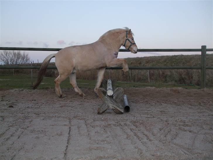 Fjordhest Lyrik Godthaab  - Lyrik leger. jan 09 billede 5