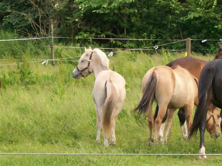 Fjordhest Lyrik Godthaab  - Lyrik og Guy i Ishøj aug 07 billede 3