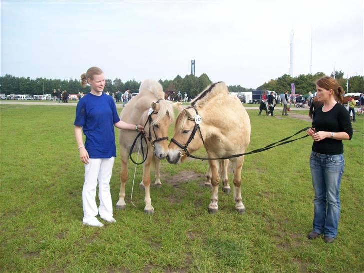 Fjordhest Lyrik Godthaab  - St. hestedag.. Lyrik og Jolly hilser på hinanden. sep 08 billede 10