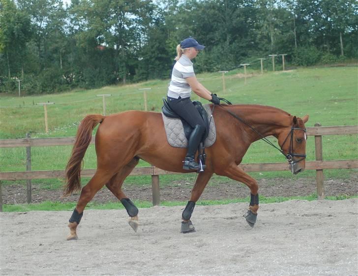 Palomino Jupiter Stauslykke - frem og ned efter træning :D billede 17