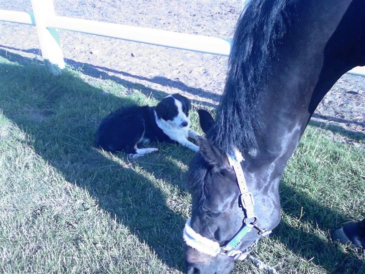 Dansk Varmblod carello "Solgt" - carllo der står og passer på hunden billede 18