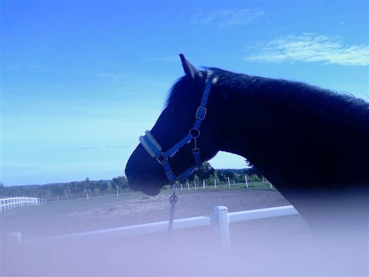 Dansk Varmblod carello "Solgt" - carello der er nysgerig billede 19