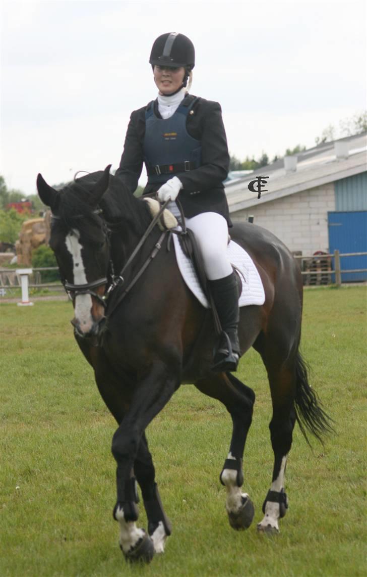 Dansk Varmblod Salut billede 6