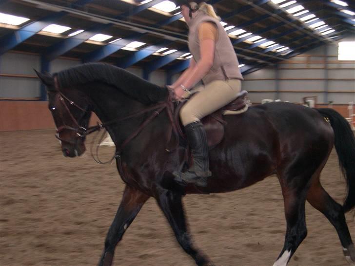 Dansk Varmblod Salut billede 7