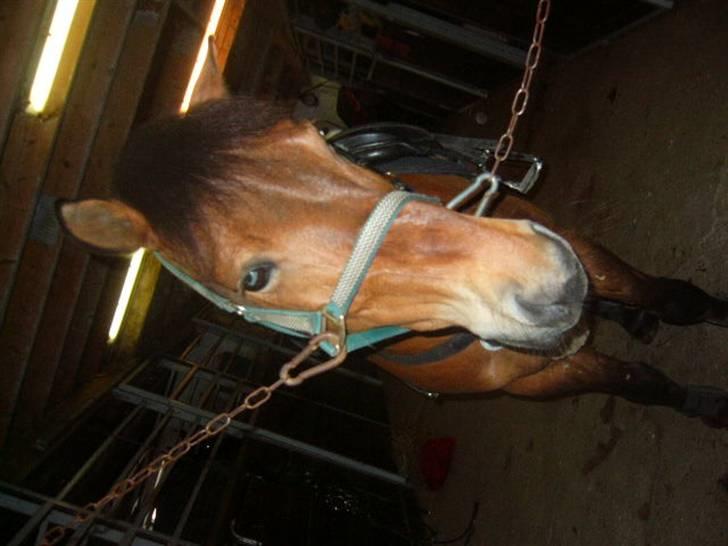 Anden særlig race My Little Pony - Solgt :( -  der nusses lidt på staldgangen ..  billede 4