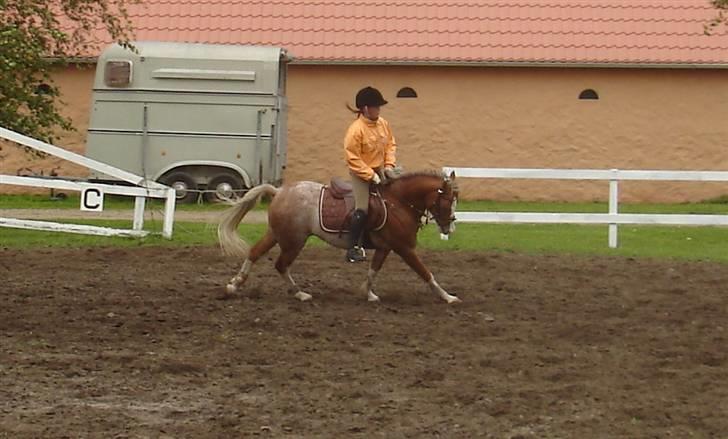 Welsh Pony af Cob-type (sec C) Bastiaan  *~*SOLGT*~* - bastiaan hjemme billede 13