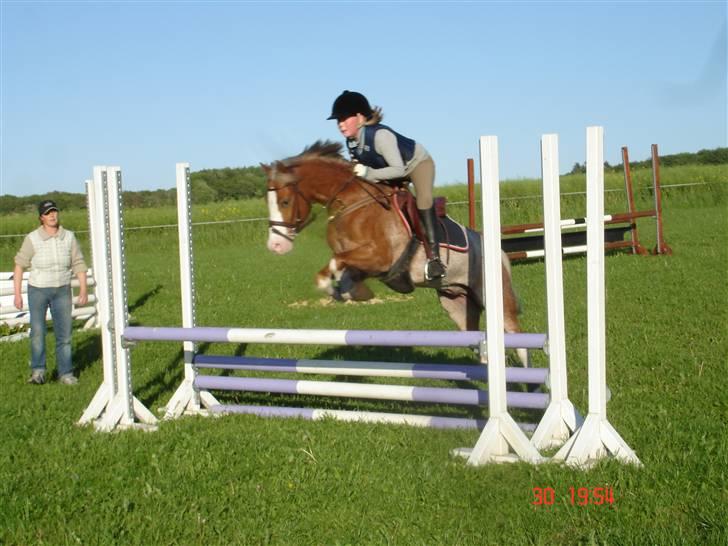 Welsh Pony af Cob-type (sec C) Bastiaan  *~*SOLGT*~* - hjemme billede 14