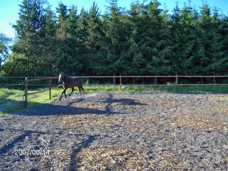 Dansk Varmblod Louciano SOLGT - Trav, med hovedtøj på. Første gang herhjemme. billede 10