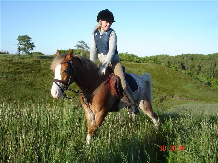 Welsh Pony af Cob-type (sec C) Bastiaan  *~*SOLGT*~* - nor man skal så skal man billede 15