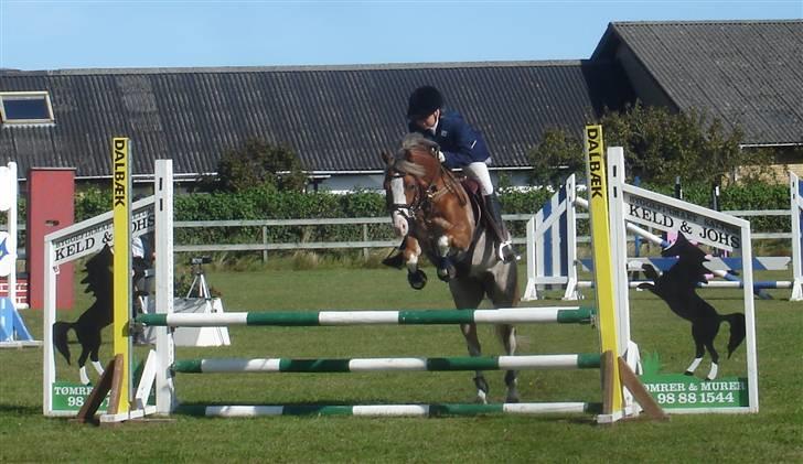 Welsh Pony af Cob-type (sec C) Bastiaan  *~*SOLGT*~* - Bastiaan i NCR LA billede 16