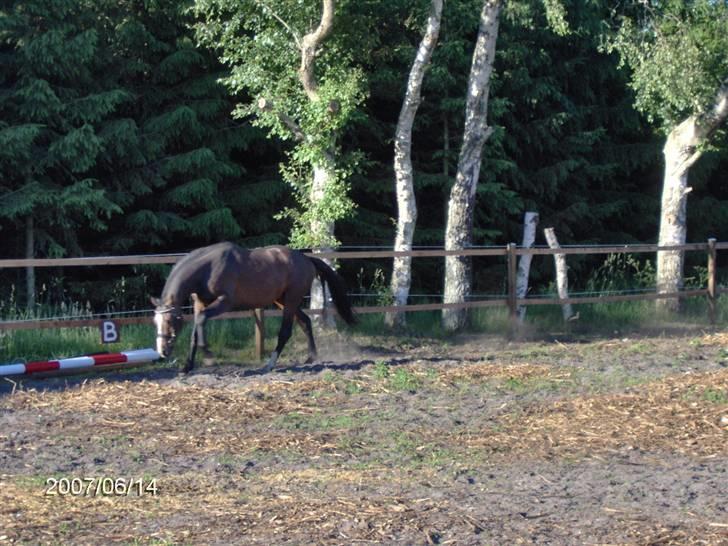 Dansk Varmblod Louciano SOLGT - Igen trav . Det hele er så spændende :D billede 11