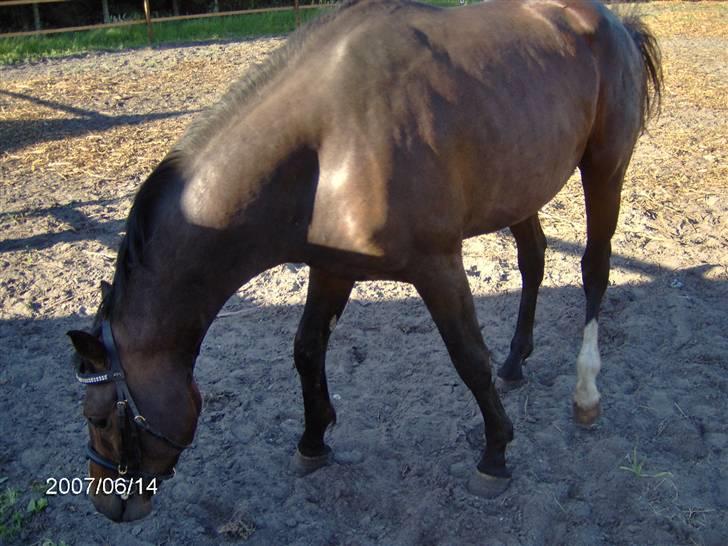 Dansk Varmblod Louciano SOLGT - Snuser lige lidt . billede 12