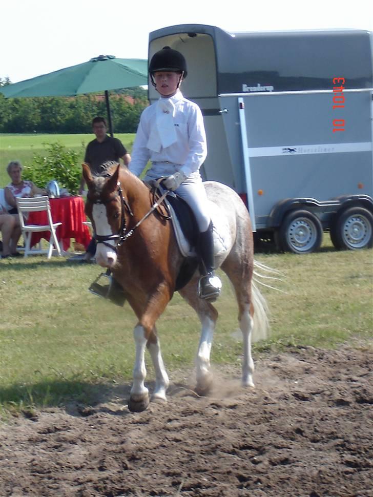 Welsh Pony af Cob-type (sec C) Bastiaan (SOLGT)  - dressur første gang LC1 (farsø) billede 16
