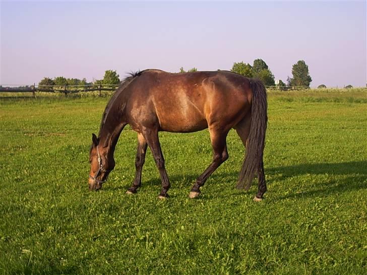 Oldenborg schousboes rasmus  billede 2