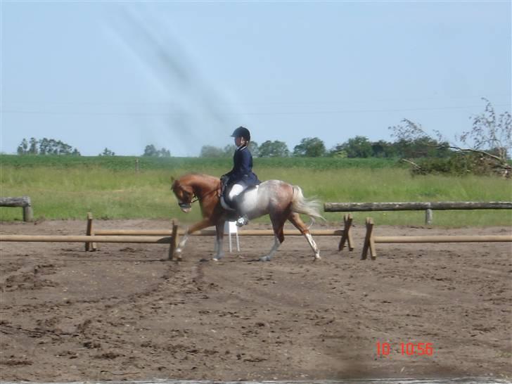 Welsh Pony af Cob-type (sec C) Bastiaan (SOLGT)  - dressur LC1 første gang;D billede 17