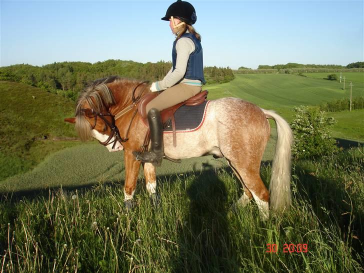 Welsh Pony af Cob-type (sec C) Bastiaan  *~*SOLGT*~* - hjemme i bakkerne ! :D  billede 17