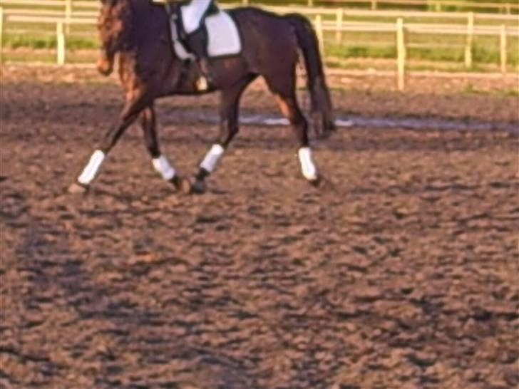 Oldenborg schousboes rasmus  billede 5