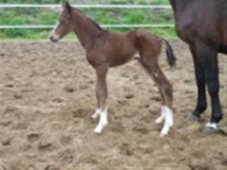 Dansk Varmblod Graversgaards Cyril billede 10