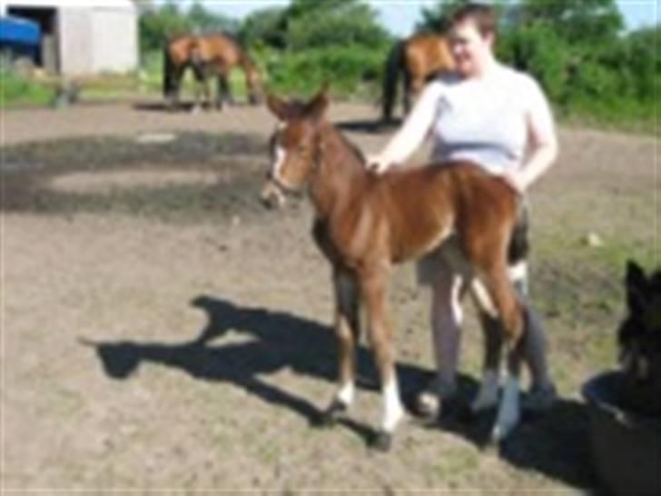 Dansk Varmblod Graversgaards Cyril billede 11