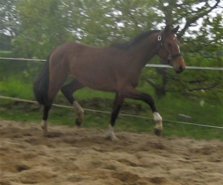 Dansk Varmblod Graversgaards Cyril billede 12