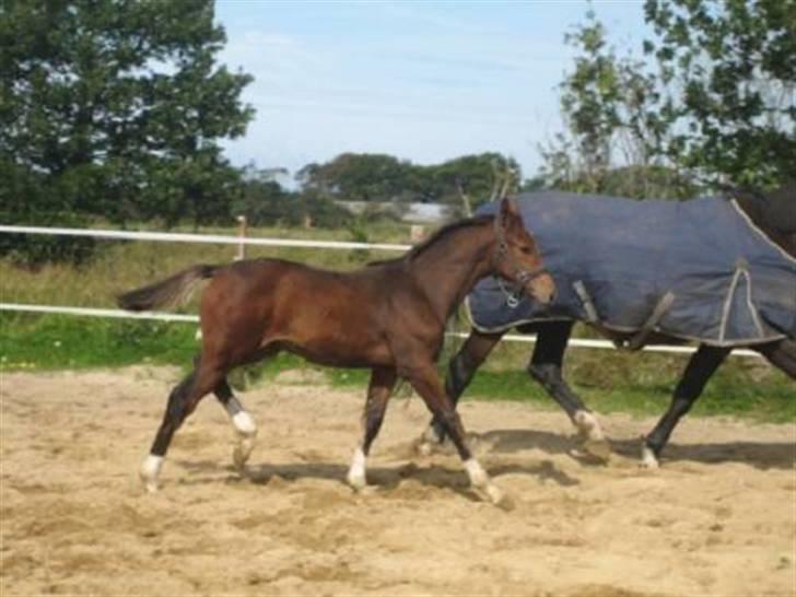 Dansk Varmblod Graversgaards Cyril billede 13